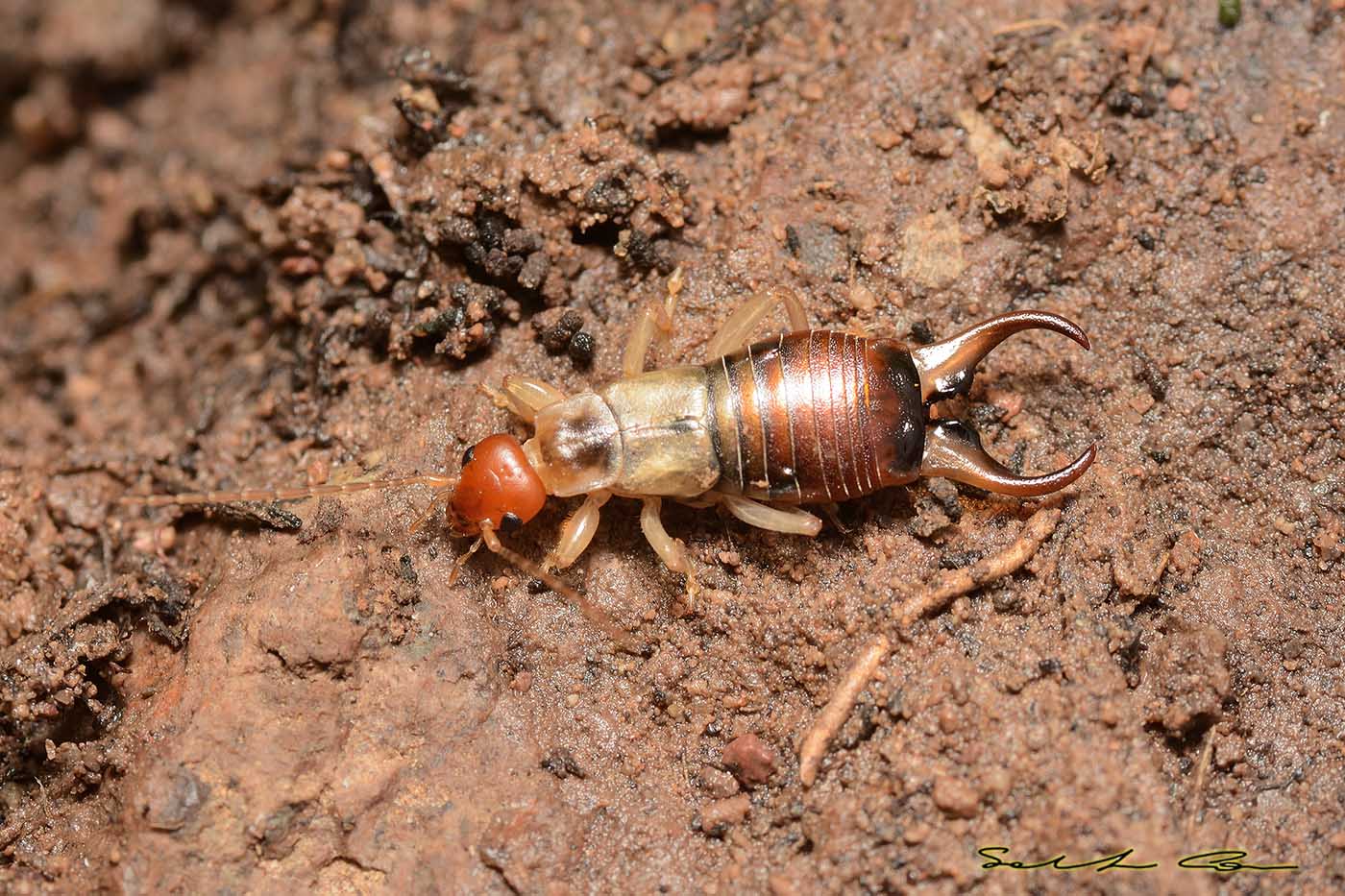 Forficula o altro da id.: Forficula decipiens, maschio